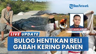 Petani Padi di Rias Bangka Selatan Kelimpungan, Buntut Bulog Hentikan Pembelian Gabah Kering Panen