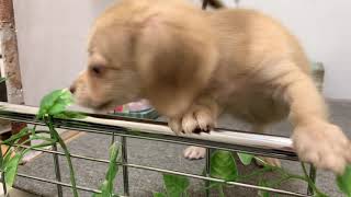 ハーフ犬の動画01