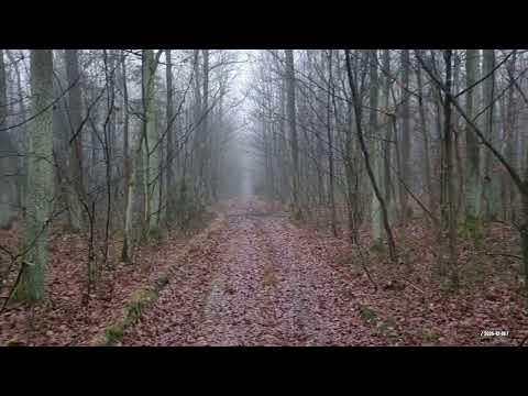 Przygotowanie do trzebieży 2025-12-19