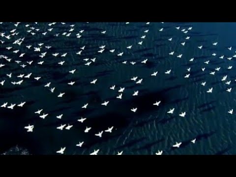 Cellar 55 - With Or Without You