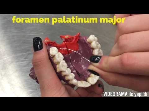 download lagu mp3 mp4 Lacrimale, download lagu Lacrimale gratis, unduh video klip Lacrimale