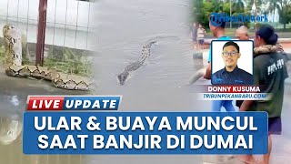 Dumai Kebanjiran, Ular Piton dan Buaya Mulai Muncul saat Pasang Keling Rendam Rumah dan Jalan
