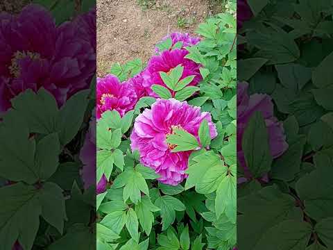 牡丹が咲いた後にやるべきこと 色あせた花を取り除く理由 葉の除去 牡丹の管理期間 開花日