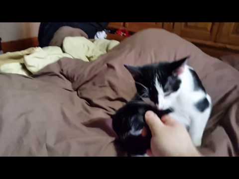 Cat's tail cleaning in progress.