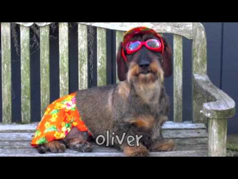 Dogs - Dachshund Rescue Version- Doug Ratner & The Watchmen