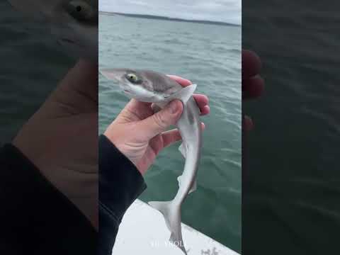 Stunning Animals Transformation!!