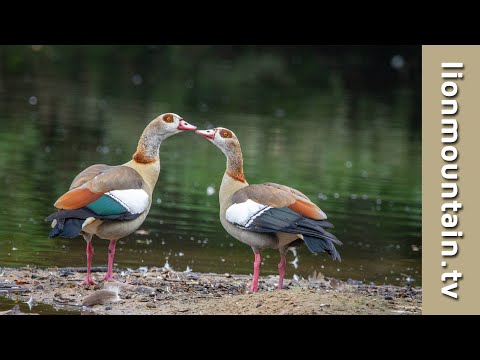 Egyptian Geese in Aerial Dogfights | ANGRY BIRDS of the Nile 🦆🦆