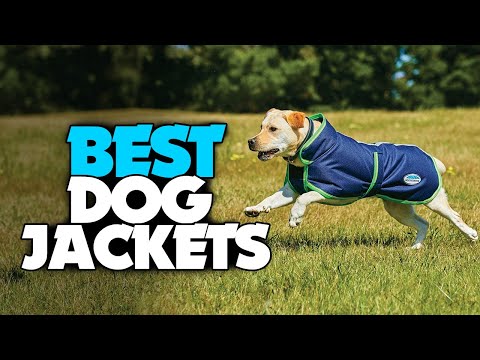 TOP 6: Best Dog Jackets in 2022 - Let Puppies Go in Style!