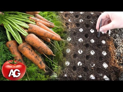 , title : 'Genius way to sow carrots  No more carrot thinning or weeding'