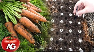 Genius way to sow carrots. No more carrot thinning or weeding