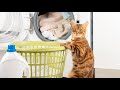 Cats And Washing Machine