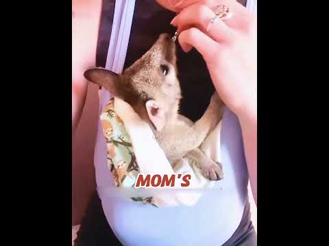 Girl Rescued Orphaned Joey from Deceased Mother and It Returned with a Surprise Tribe!🦘❤️#shorts#usa