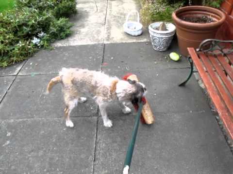 Termite vs the Broom