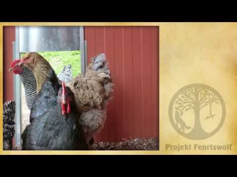 Hühnerstall automatisch öffnen - schließen - Test Axt ekeltronischer Pförtner