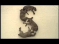 ABC