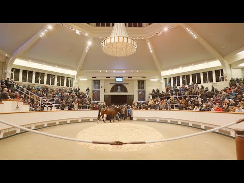 Tattersalls December Mares Sale 2024
