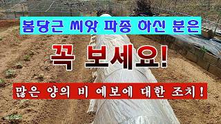 [텃밭농부 2,192]  봄당근 파종하신 분들은 꼭 보세요! 많은 비가 많이 오기 전에 조치사항. #당근재배