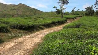 Tea Estate of AVT in Kuttikkanam, Idukki
