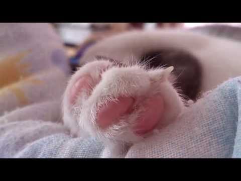 CAT LUANA - PAWS CLOSE UP