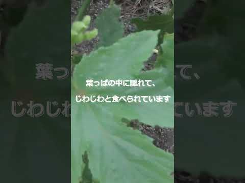 春に植えるべき防虫植物：家から害虫を追い出すトップ5！  庭園