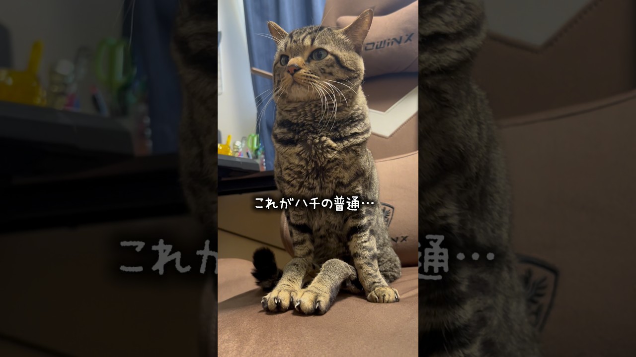 ハチの体育座り