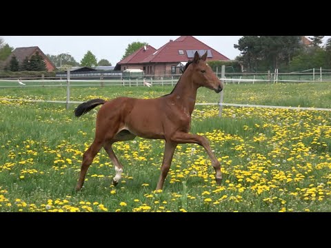 *2021 Stute von Galaxy - Don Larino