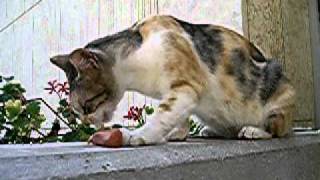 preview picture of video 'Feeding a Friendly Feral Feline cat'