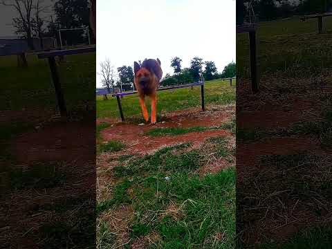 #marianna #shortvideo #нора #german