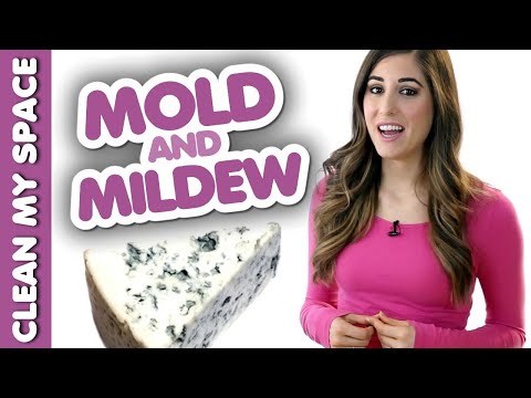 4 Things You Should Know about Mold & Mildew! (Clean My Space)