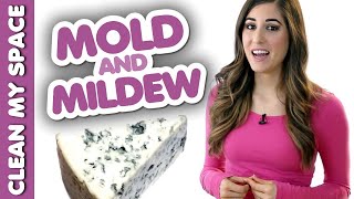 4 Things You Should Know about Mold &amp; Mildew! (Clean My Space)