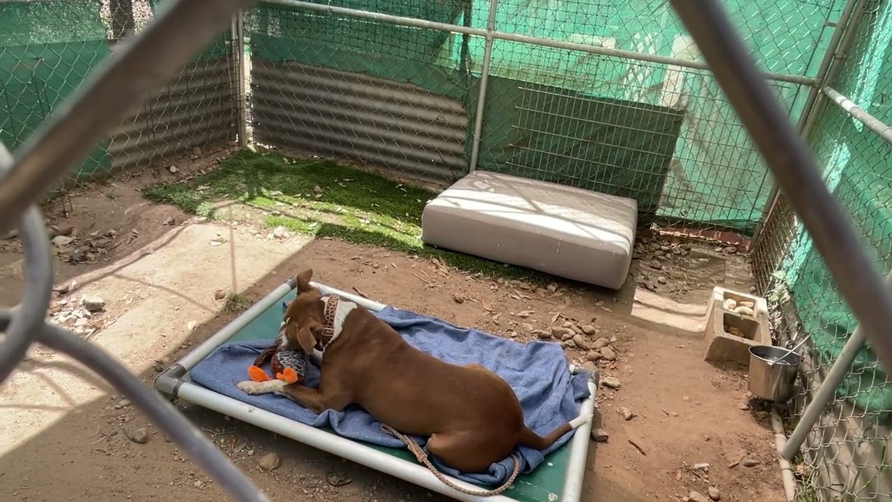 Enlarge Princess Cheese Puff, a Adoptable mixed breed in Austin, TX video 6/6