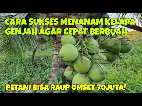 HOW TO SUCCESSFULLY PLANT ENTOK Dwarf COCONUTS SO THEY BEAR FRUIT QUICKLY || FARMERS CAN EARN A T...