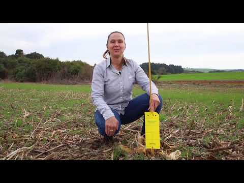 Armadilhas para cigarrinha do milho