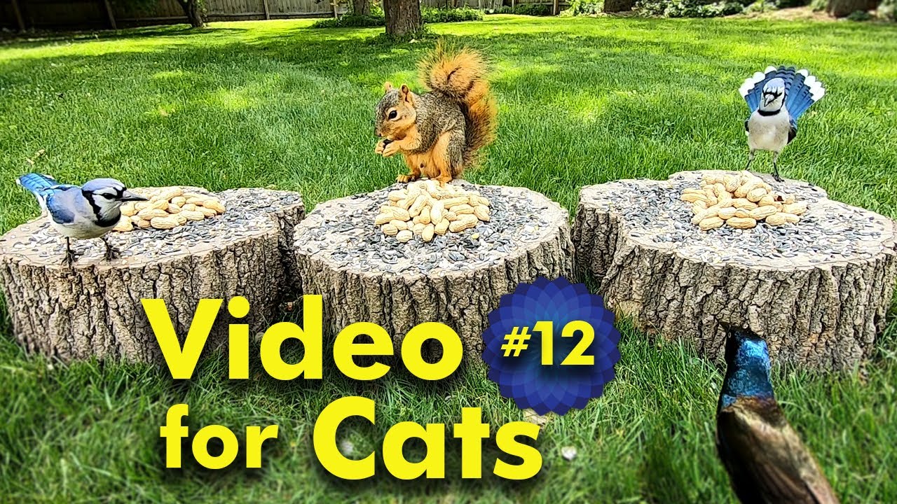 TV for Cats | Backyard Bird and Squirrel Watching | Video 12