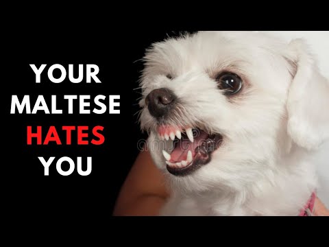 12 Signs Your Maltese Dog Doesn't Really Like You and You Don't Even Know It