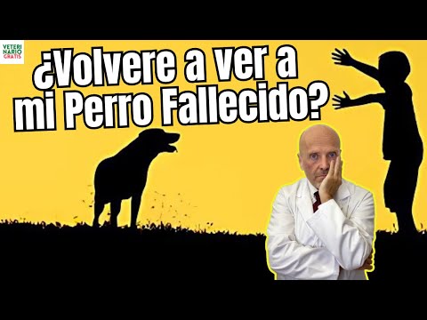 💔 WILL I EVER SEE MY DEAD DOG AGAIN? 💔