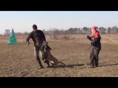 Roma*s protection training with Jan Skogster (14months)