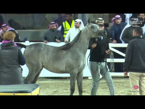 N 95 Johara AlMolouk   KPAHS Purebred AH Festival 2024   Fillies 2 Years Old Section A Class 2A