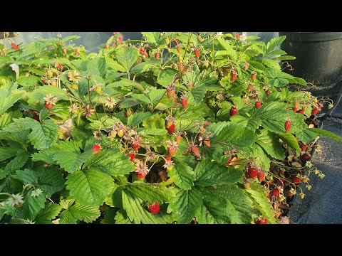 TYSIĄCE Poziomek z KILKUNASTU Krzaków - NIESAMOWITE