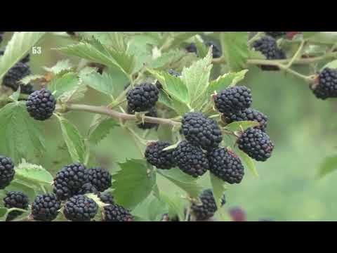 Osobine sorti kupina Čester Tornles i Loh Nes