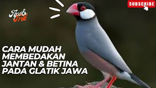 Download lagu The Right Way to Differentiate Male and Female Java Sparrows | #abouttheworldofbirds #javasparrow mp3