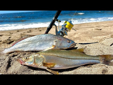 HOW TO CATCH SEA BASS, CORVINA, AND SNAPPER ON THE BEACH || SHORE FISHING || FISHING TIPS.