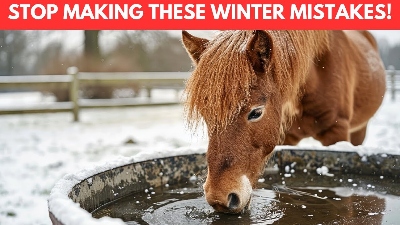 10 Winter Horse Care Mistakes You’re Probably Making