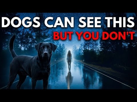 20 Things Your Dog Can See & Feel But YOU CAN'T