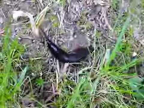 Arion ater (European Black Slug).