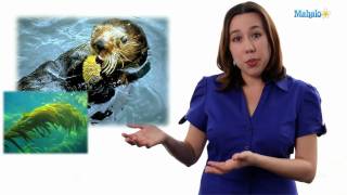 Learn Biology: Keystone Species vs Indicator Species