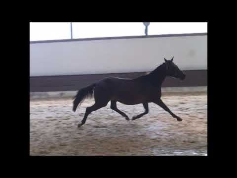 PAV SPEED DATE 2j. v. Talisman - Nemax