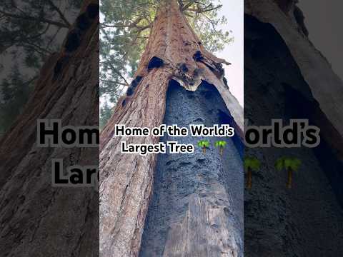Sherman tree loop in Sequoia National Park