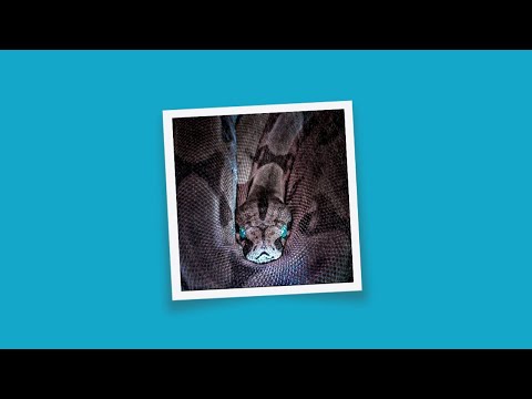 [FREE] S.Pri Noir x Ninho Type Beat - "Snake" | Instru Rap 2021
