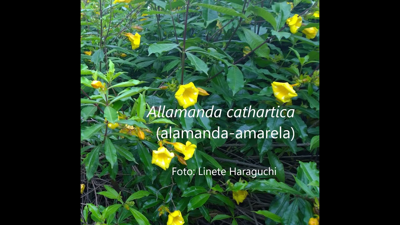 Alamanda - planta tóxica de jardins, parques...(vídeo 27). Linete Haraguchi